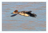 Hooded Merganser