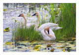 Trumpeter Swan