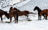 DSC_6043aC.jpg
