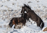 DSC_6627a.jpg