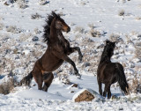 DSC_6667a.jpg