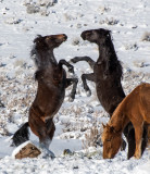DSC_6686a.jpg