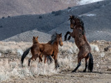 DSC_7162aC.jpg
