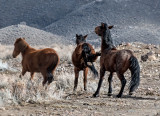 DSC_7170aC.jpg