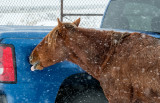 DSC_7865aC.jpg