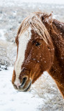 DSC_7999a.jpg