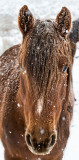 DSC_8212a.jpg