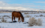 DSC_8330aC.jpg