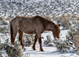 DSC_8343a.jpg