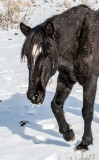 DSC_8414a.jpg