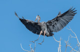 DSC_0383a.jpg