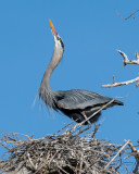 DSC_1702a.jpg