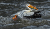 DSC_5331a.jpg