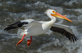 DSC_7272a.jpg
