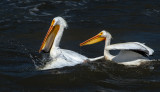 DSC_7528a.jpg