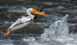 DSC_9725a.jpg
