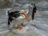 DSC_0877a.jpg