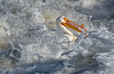 DSC_2602a.jpg