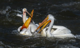 DSC_4853a.jpg