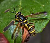 DSC_5695a.jpg
