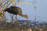 Glossy Ibis - Bronsibis