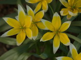 Yellow mini tulips close up
