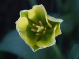 Shades of green tulip