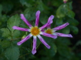 flower close up Belsay Hall