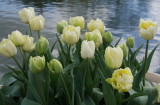 White tulips with pond at Kew Gardens