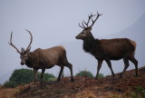 Residents of Glen Etive