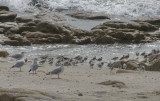 Pointe de la Torche Rassemblement