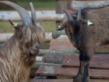 Two goats two hairstyles