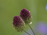 Allium Two