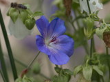 Geranium Rozanna receiving visitors