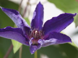 Clematis opening