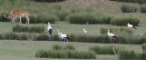 Storks herons and deer