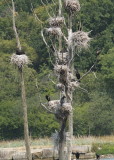 Cormorant tree