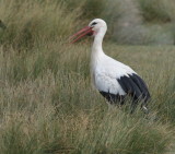 Stork with a very red beak