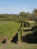 Small vineyard in curved rows