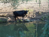 Cow standing on the river bank