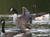 Canada goose getting ready for take-off