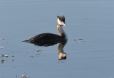 Crested grebe showing off its head plumage
