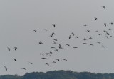 Cranes preparing to land