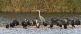 Grey heron and a flock of cormorants