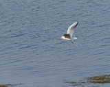 Mouette - gull in flight res.jpg