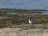 Mouette gull resting