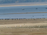 Egrets, cormorants, gulls and fishermen