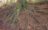 Beech tree roots