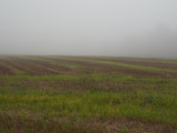 Field in late autumn fog