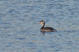 Crested grebe in tranquil waters